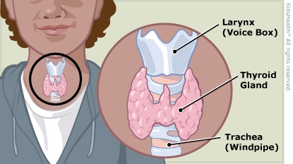 What Is the Thyroid?