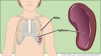 Spleen and Lymphatic System