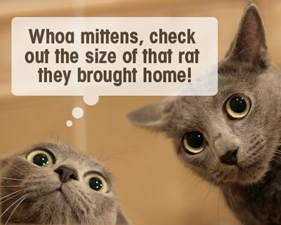 Top Tips for Introducing Pets to Your Baby
