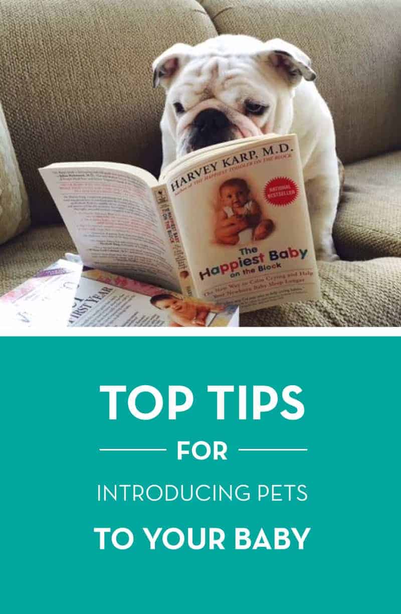 Top Tips for Introducing Pets to Your Baby