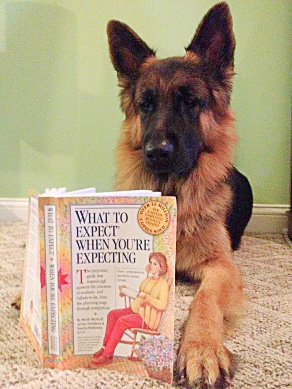 60 Cool Ways to Announce Your Pregnancy