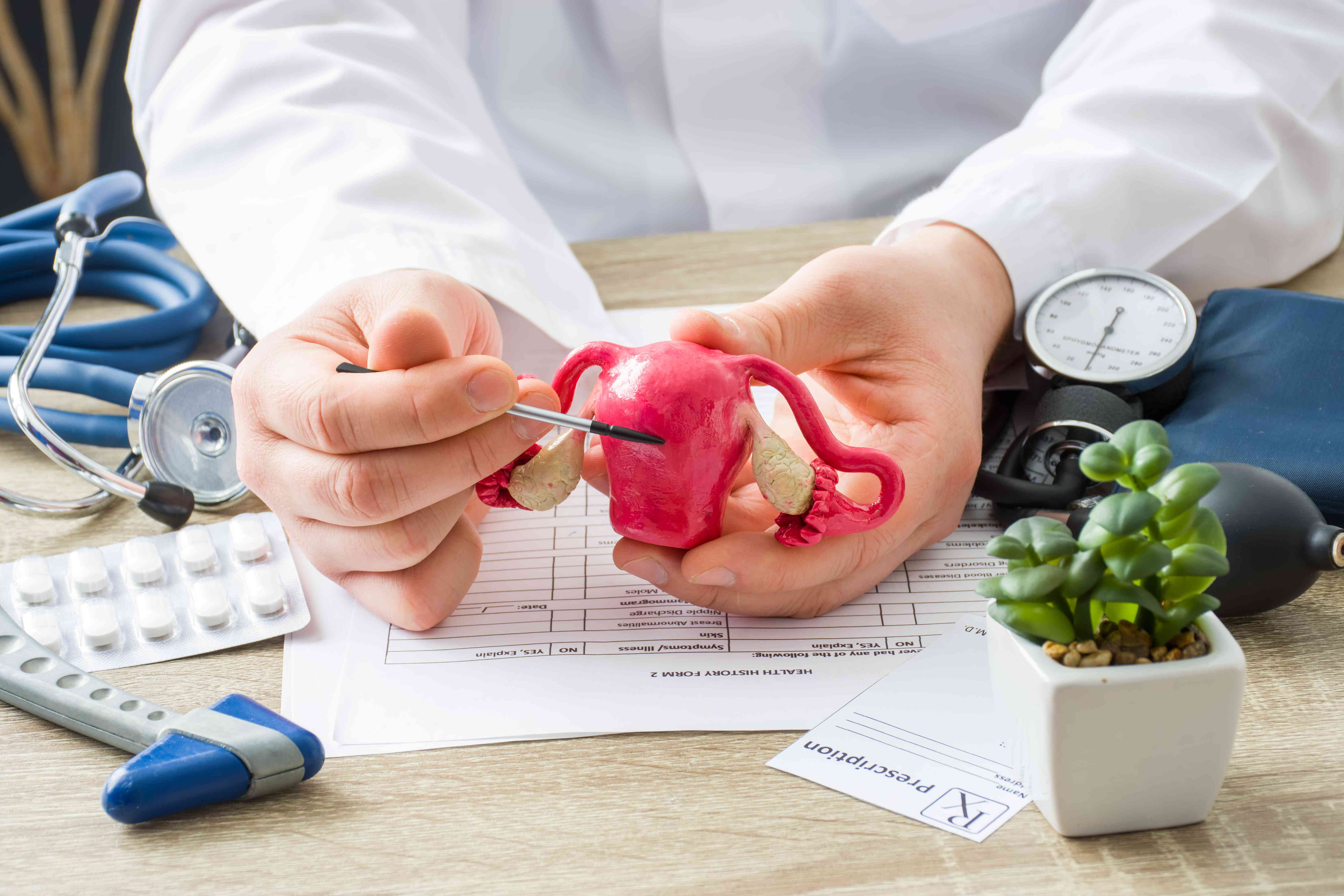 The Anatomy of the Uterus