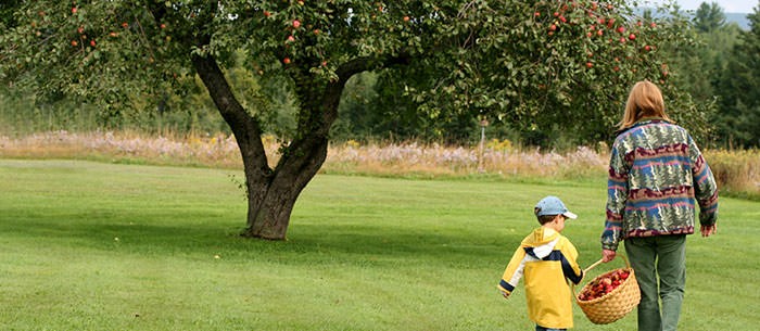 Your Apple Picking Guide: State-by-State